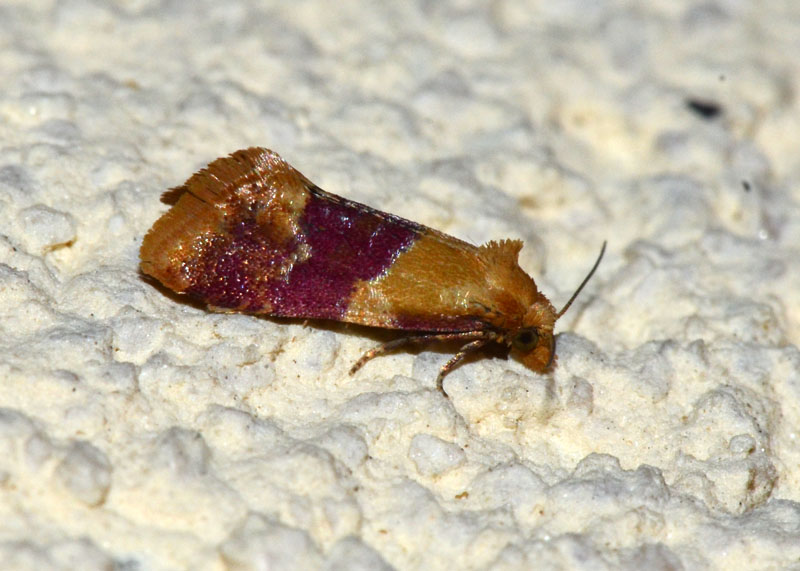 Tortricidae  Diceratura ostrinana ? - S�